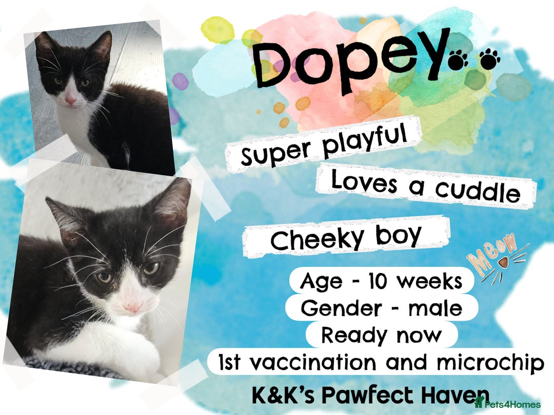 Domestic Shorthair cats for sale: Kittens and cats for adoption.  - Image 10