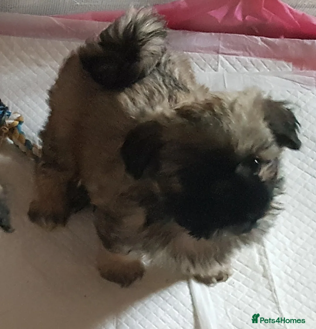 Mixed Breed dogs for sale: Shih tzu cross Pug puppies - Advert 35