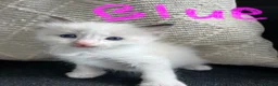 Ragdoll cats for sale: GCCF mom’s pure ragdoll kittens sale in London  - Advert 36