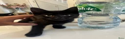 Mixed Breed cats for sale: Beautiful black kitten  - Advert 3