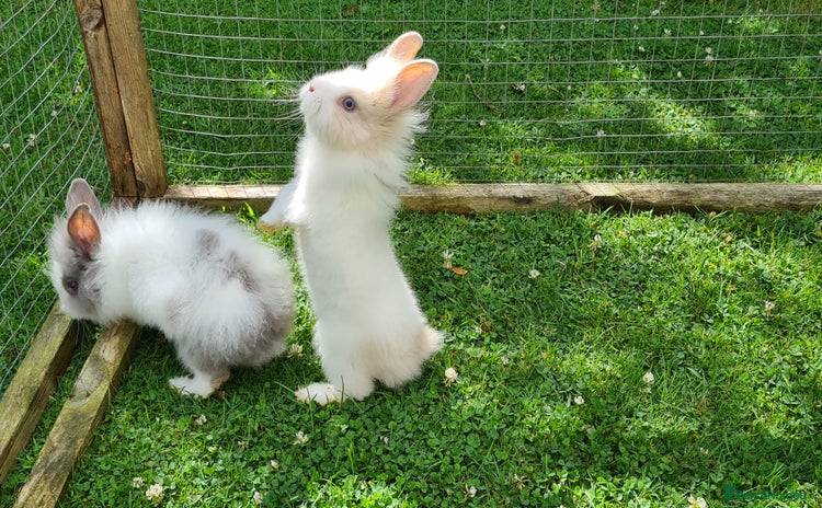 Lionhead rabbits in Oxford - Advert 12