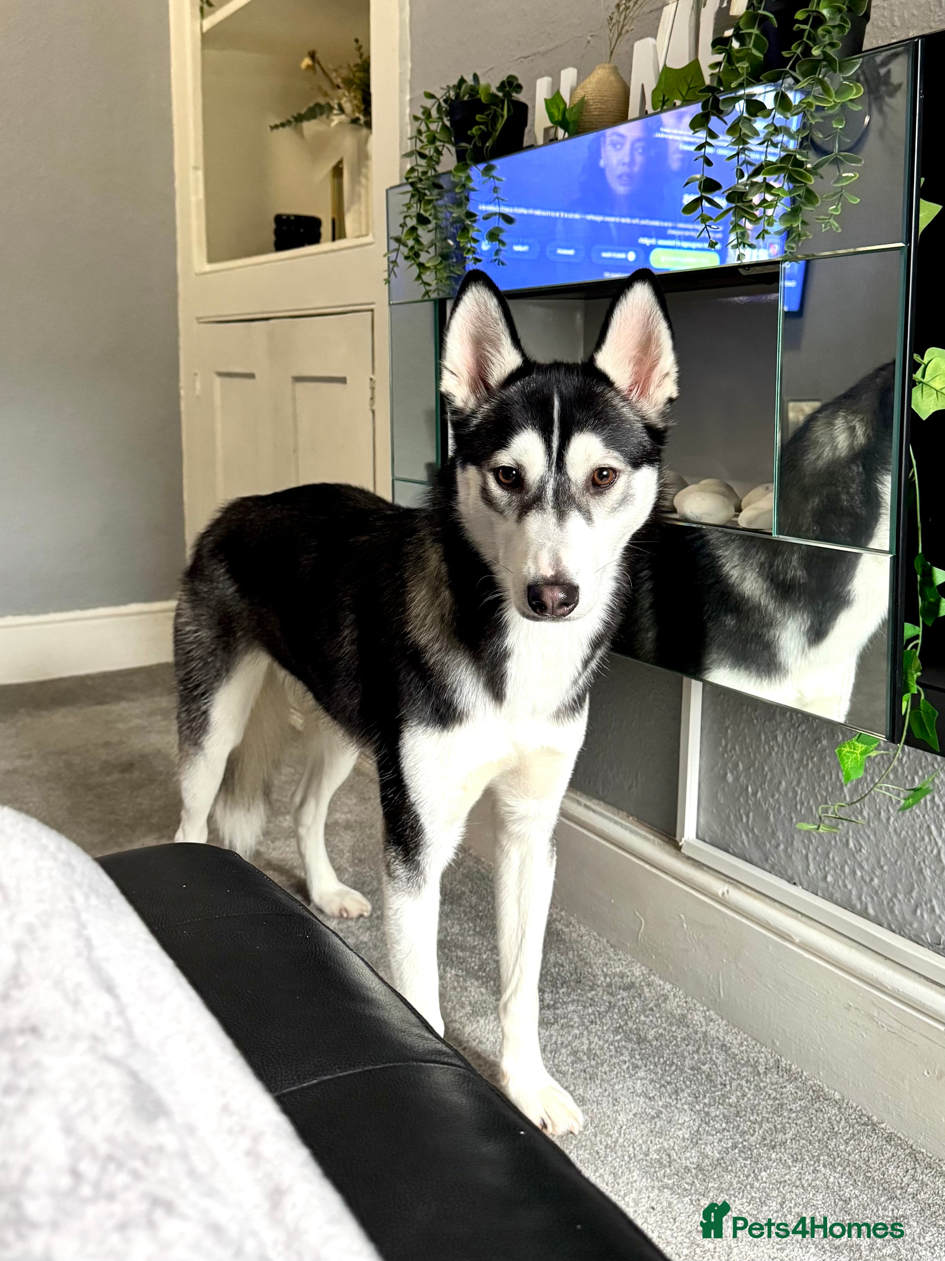 Siberian Husky dogs Siberian husky - Advert 1