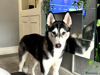 Siberian Husky dogs Siberian husky - Advert 1