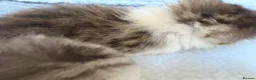 Persian cats for sale: Adorable Persian chinchilla mixed kittens  in Luton - Advert 13