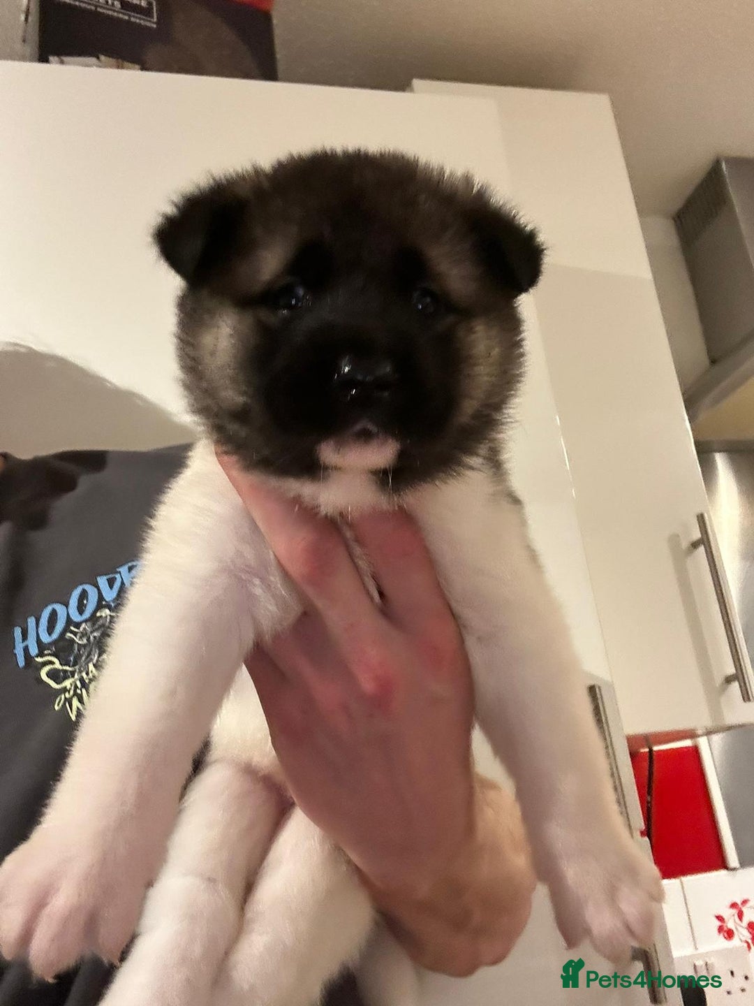 Akita dogs for sale: Beautiful puppy akita - Advert 8