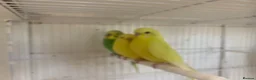 Budgerigars birds for sale: Budgies  - Advert 4