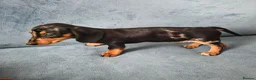 Miniature Dachshund dogs for sale: Mini Dachshund Girl - Advert 2