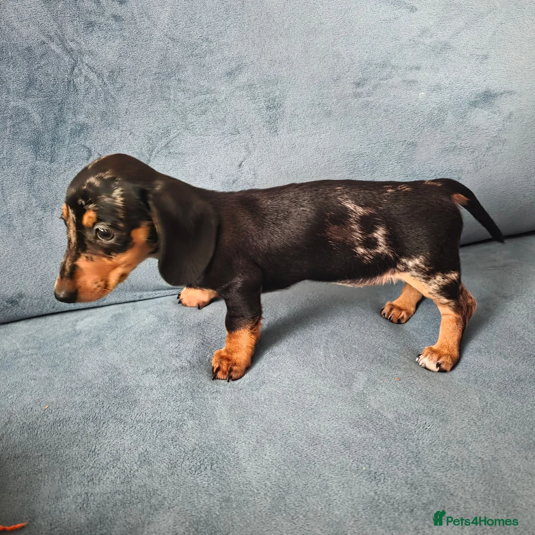 Miniature Dachshund dogs for sale: Mini Dachshund Girl - Advert 2