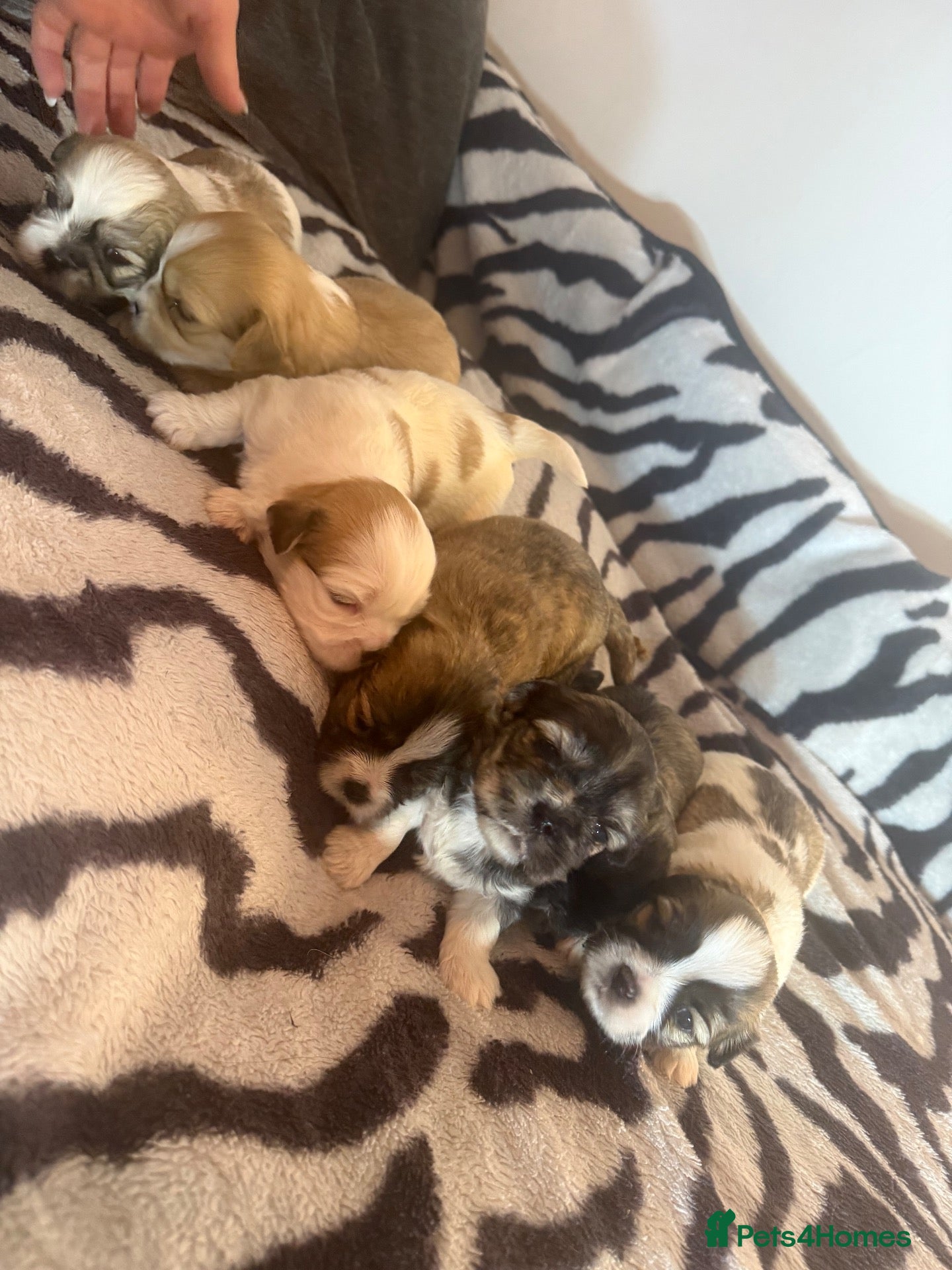 Lhasa Apso dogs 7 beautiful pups looking for their forever family - Advert 2