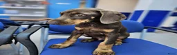 Dobermann dogs for sale: 💝🐾 Ready Now Chunky KC Registered pups 🐾 💝 - Advert 7