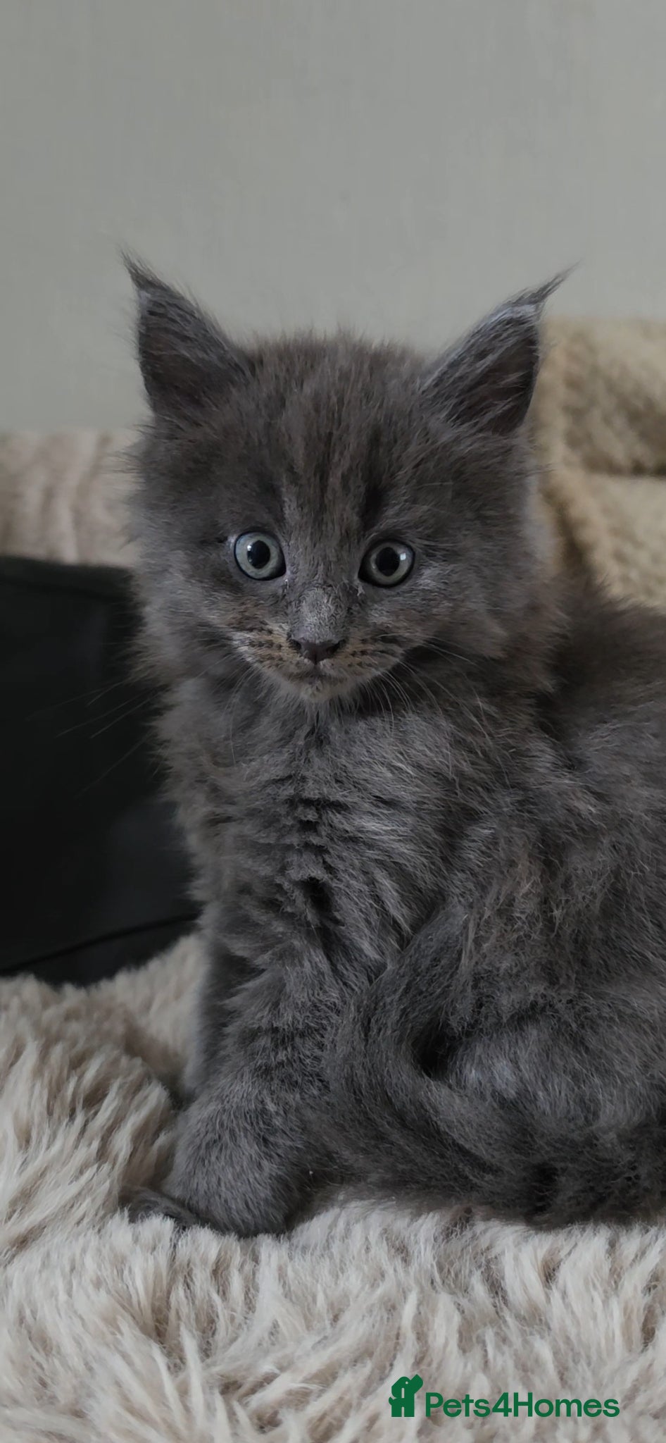 Maine Coon cats for sale: Maine coone &Bsh amazing personality kittens 😸  - Advert 5