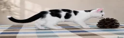 Mixed Breed cats for sale: Beautiful Home-Raised Kittens – Ready at 12 Weeks - Advert 24