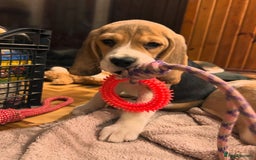 Beagle dogs for sale: Adorable Beagle Puppies for Sale! - Image 5