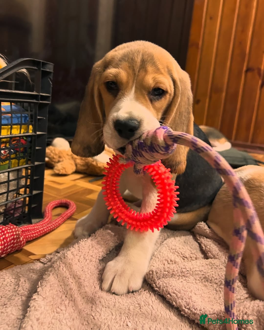 Beagle dogs for sale: Adorable Beagle Puppies for Sale! - Image 5