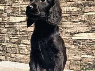 Cockapoo dogs 🩷Last little girl🩷All Essentials Included🐶 - Advert 1