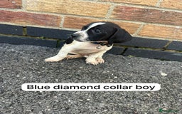 Mixed Breed dogs for sale: Beautiful litter of cocker Jacks - Image 2