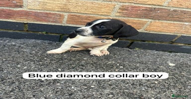 Mixed Breed dogs - Advert 7
