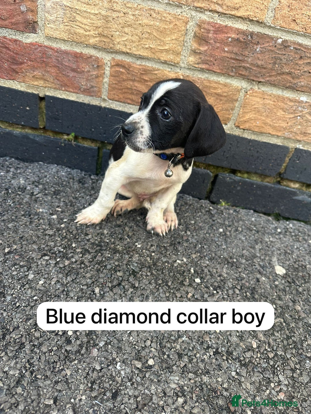Mixed Breed dogs for sale: Beautiful litter of cocker Jacks - Image 2