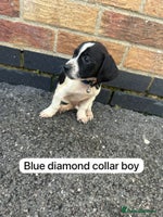 Mixed Breed dogs - Advert 6