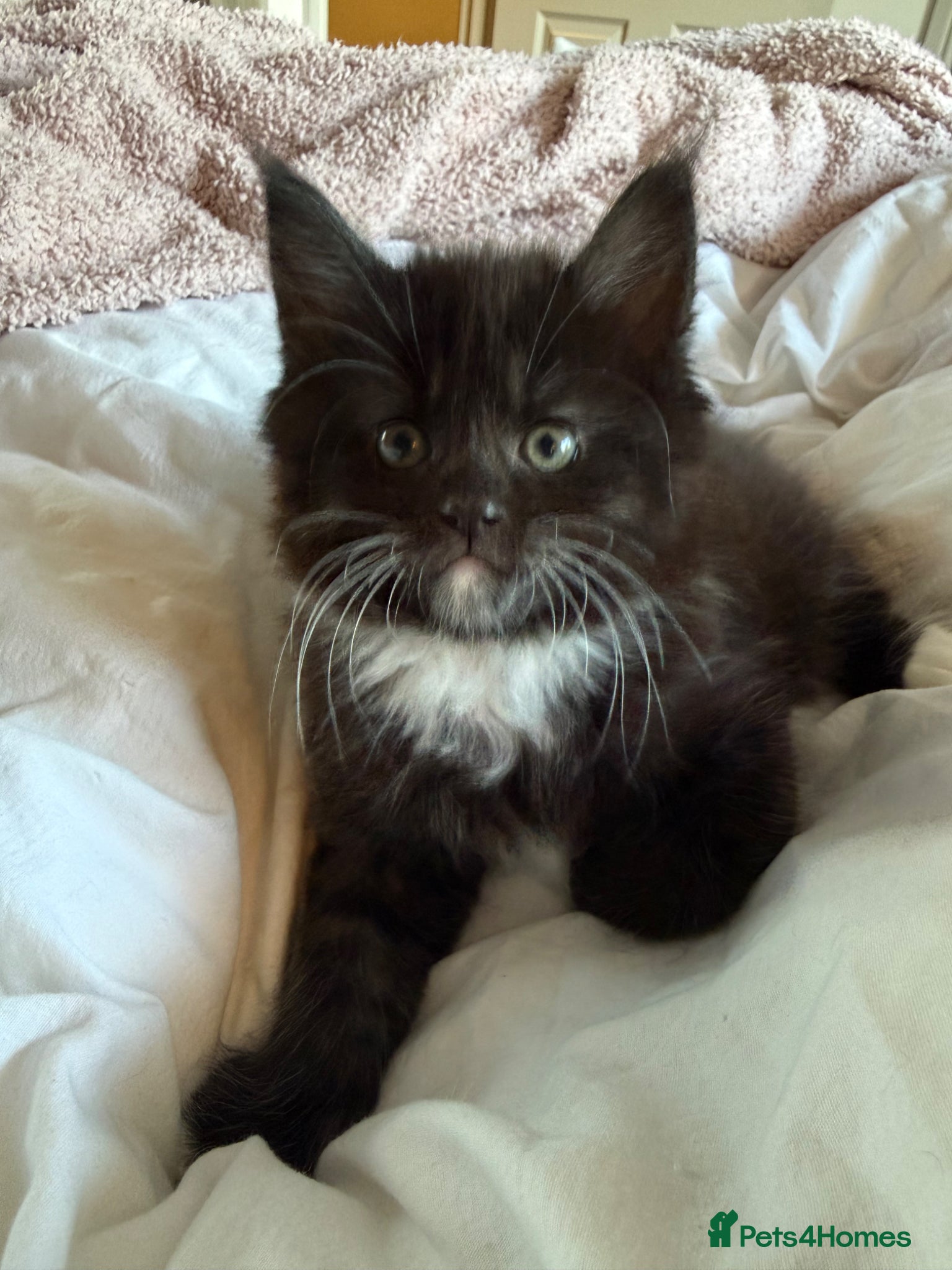 Maine Coon cats Ready Wednesday, Maine Coon x Norwegian Forest Boy - Advert 7