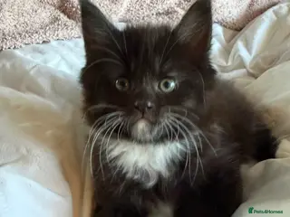 Maine Coon cats Ready Wednesday, Maine Coon x Norwegian Forest Boy - Advert 1