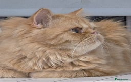 Persian cats for sale: Ginger Red Male Persian Kitten for Loving Home in London - Image 4