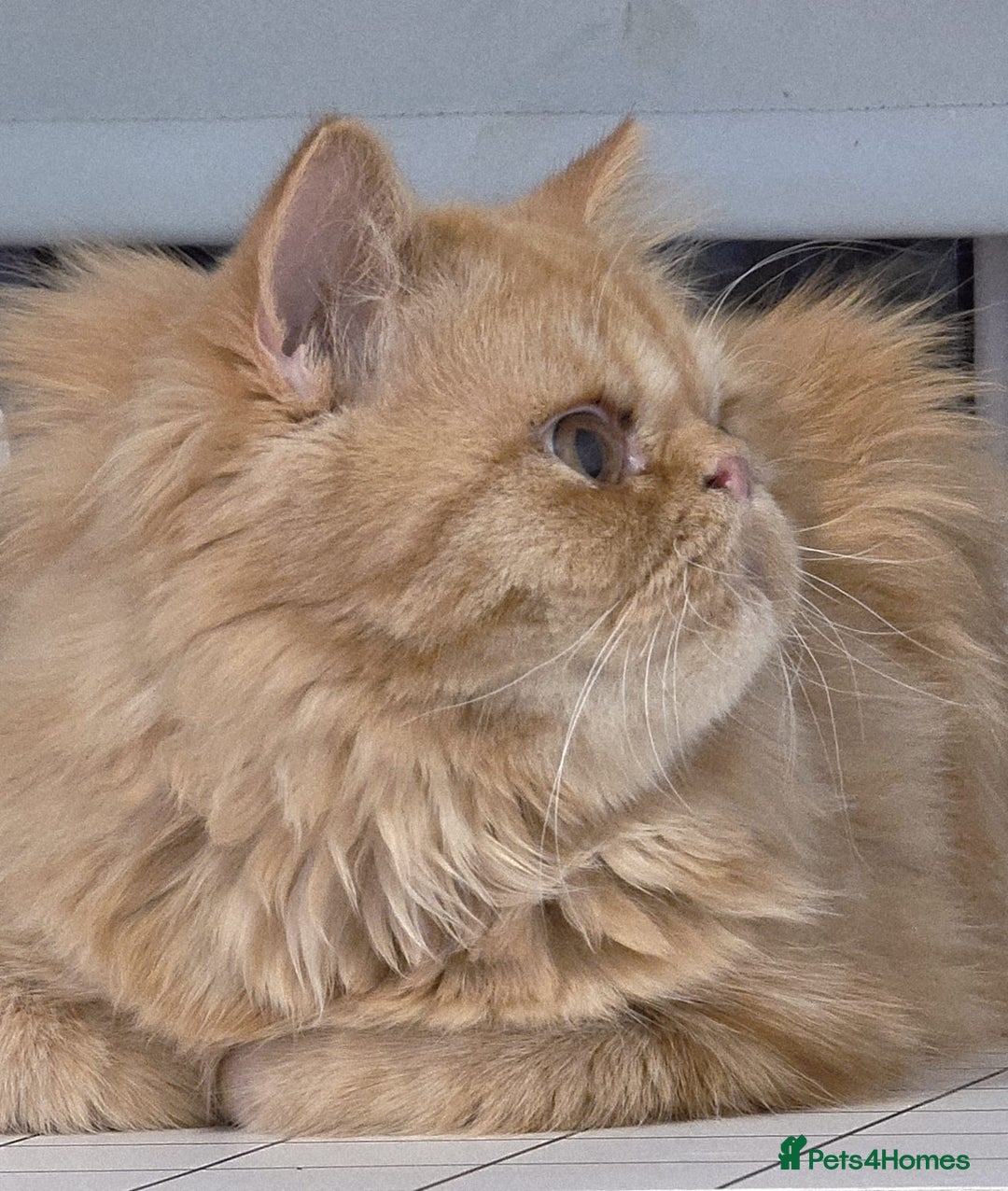 Persian cats for sale: Ginger Red Male Persian Kitten for Loving Home in London - Image 4
