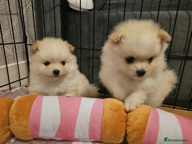 Pomeranian dogs Outstanding Pomeranian - Advert 1