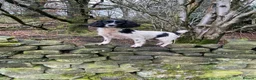 Sprocker dogs for sale: Beautiful Sprocker Puppies - Advert 16