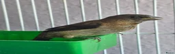 Mixed Breed birds for sale: Kakarikis, Cockatiel and bengalize finches  - Advert 13