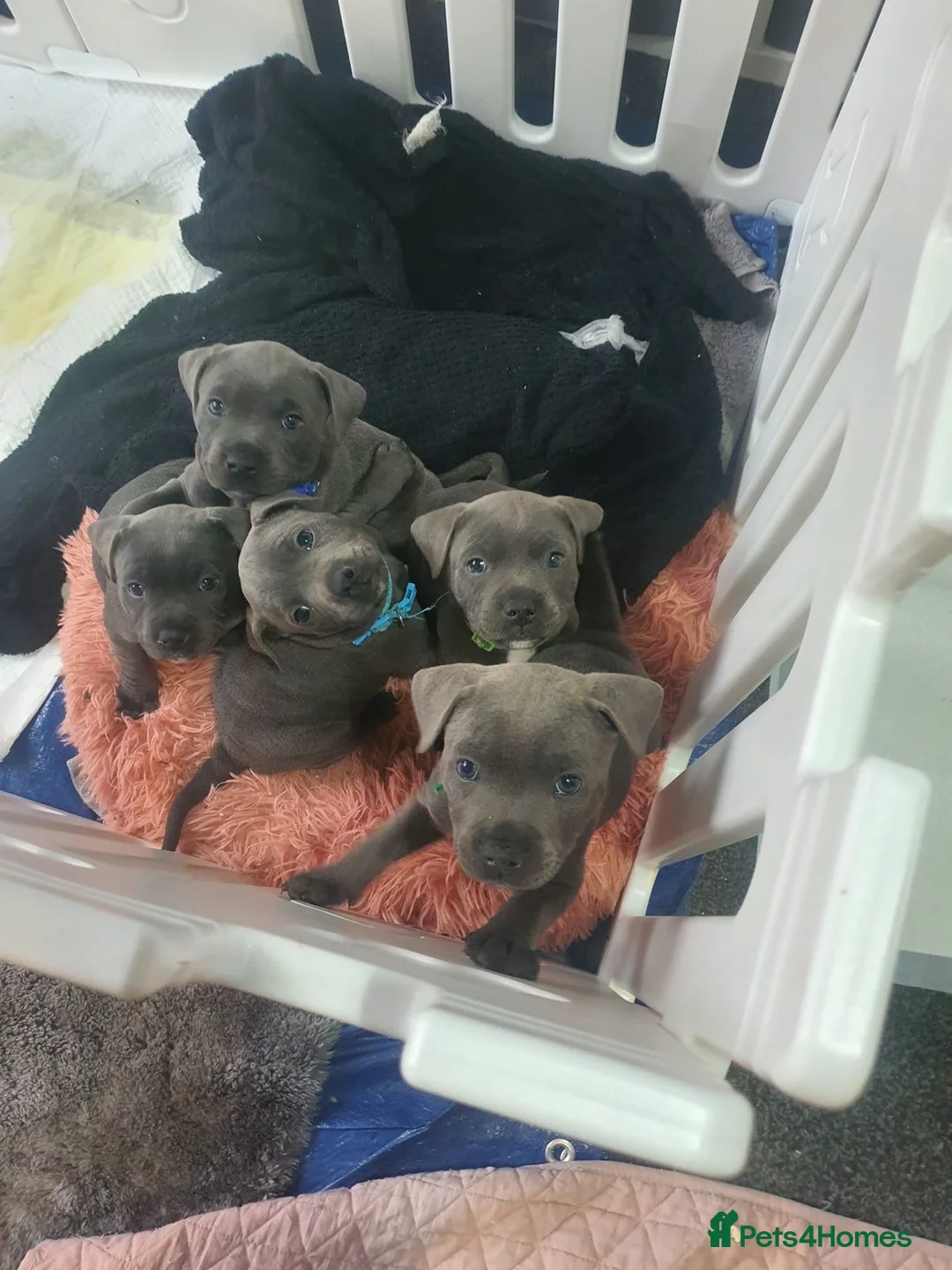 Staffordshire Bull Terrier dogs for sale: ⭐️Blue staffy pups ⭐️ Ready for new home 10 April - Advert 1