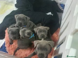 Staffordshire Bull Terrier dogs ⭐️Blue staffy pups ⭐️ - Advert 14