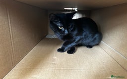 Bombay cats for sale: Two Loving Indoor Cats Looking for a Forever Home - Image 5