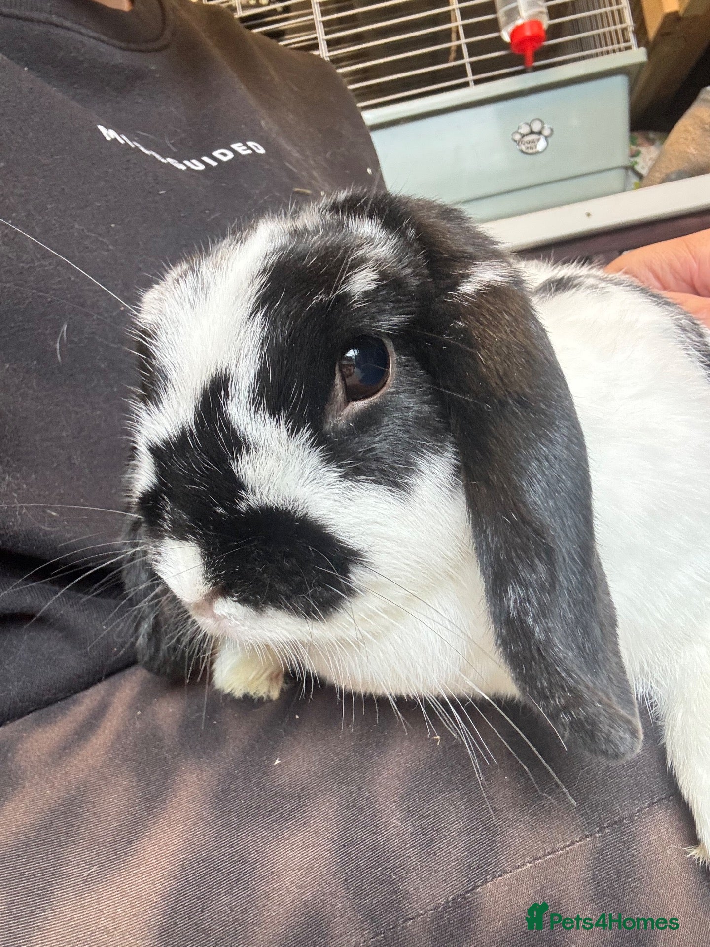 Mini Lop rabbits Mini Lop Doe - Advert 1