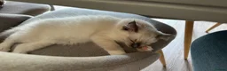 Ragdoll cats for sale: GCCF Pedigree Ragdoll Kitten - Advert 2