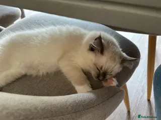 Ragdoll cats GCCF Pedigree Ragdoll Kitten - Advert 1