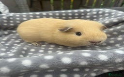 Guinea Pig rodents for sale: Dark eyed cream boar  - Image 1