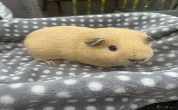 Guinea Pig rodents - Advert 6
