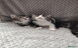 Norwegian Forest Cat cats for sale: Norwegian Forest kittens  - Image 6