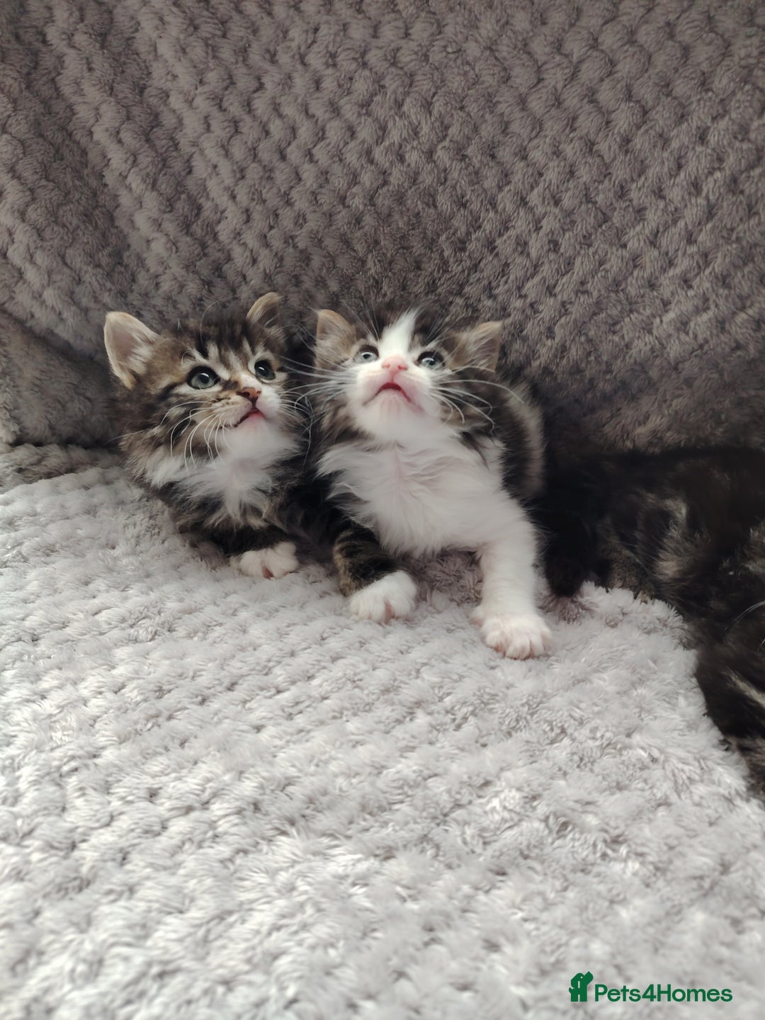 Norwegian Forest Cat cats for sale: Norwegian Forest kittens  - Image 6