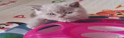 British Shorthair cats for sale: Betzy Bambi Bunny in Salford - Advert 2