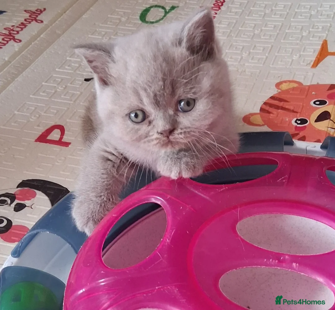 British Shorthair cats for sale: Betzy Bambi Bunny in Salford - Advert 2