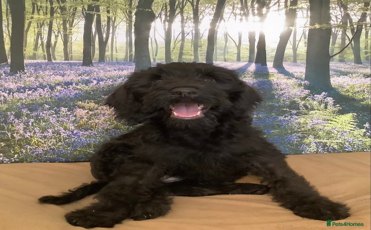 Poodle dogs - Advert 2
