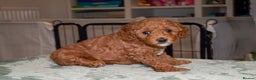 Poochon dogs for sale: Beautiful Red Poochon Puppies – Family Home Raised - Advert 14
