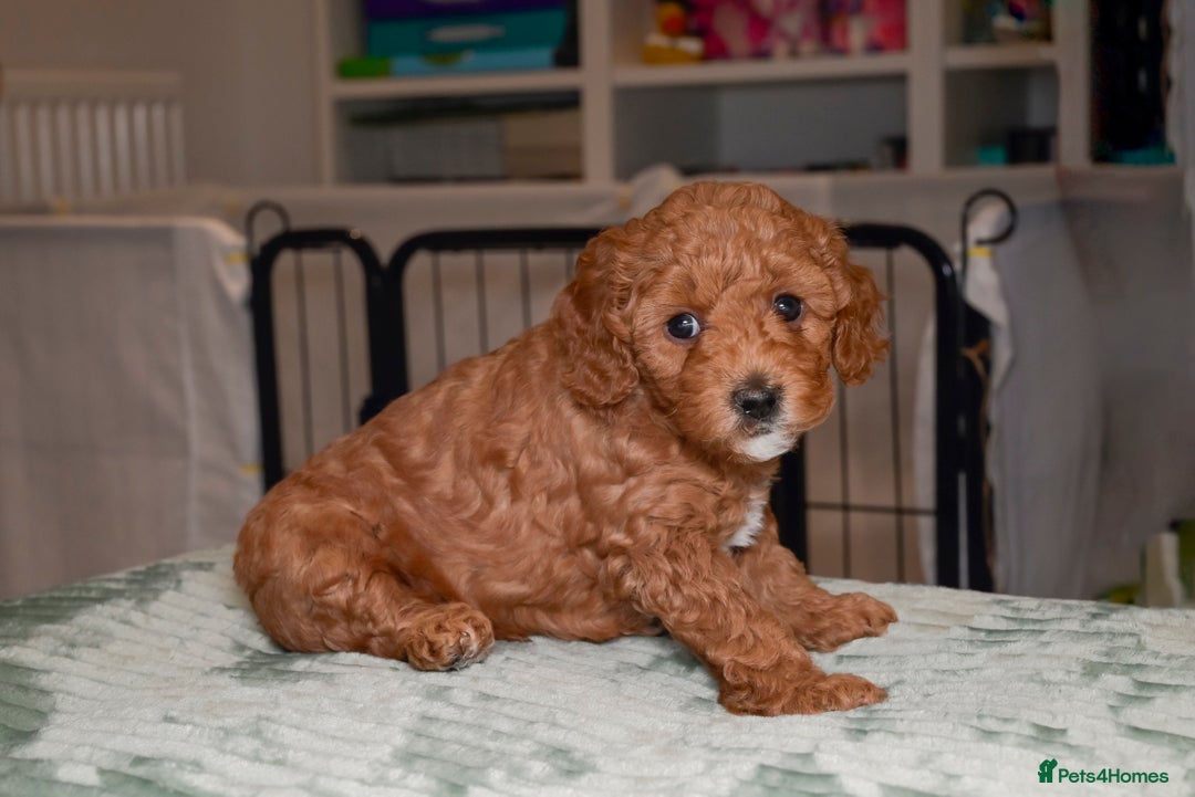 Poochon dogs for sale: Beautiful Red Poochon Puppies – Family Home Raised - Advert 14