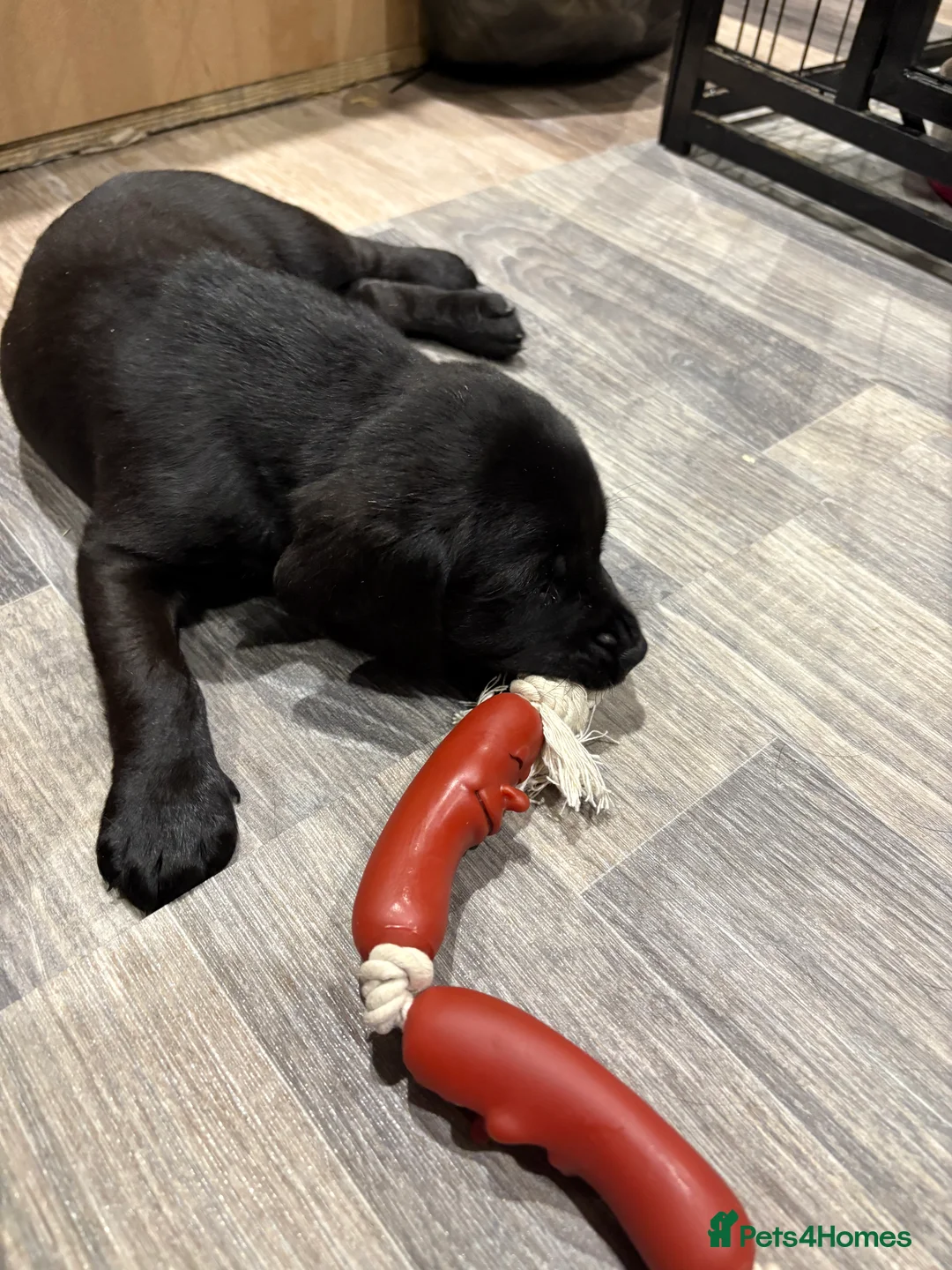 Cockerdor dogs for sale: 6 week old cockerdor puppies  - Advert 3