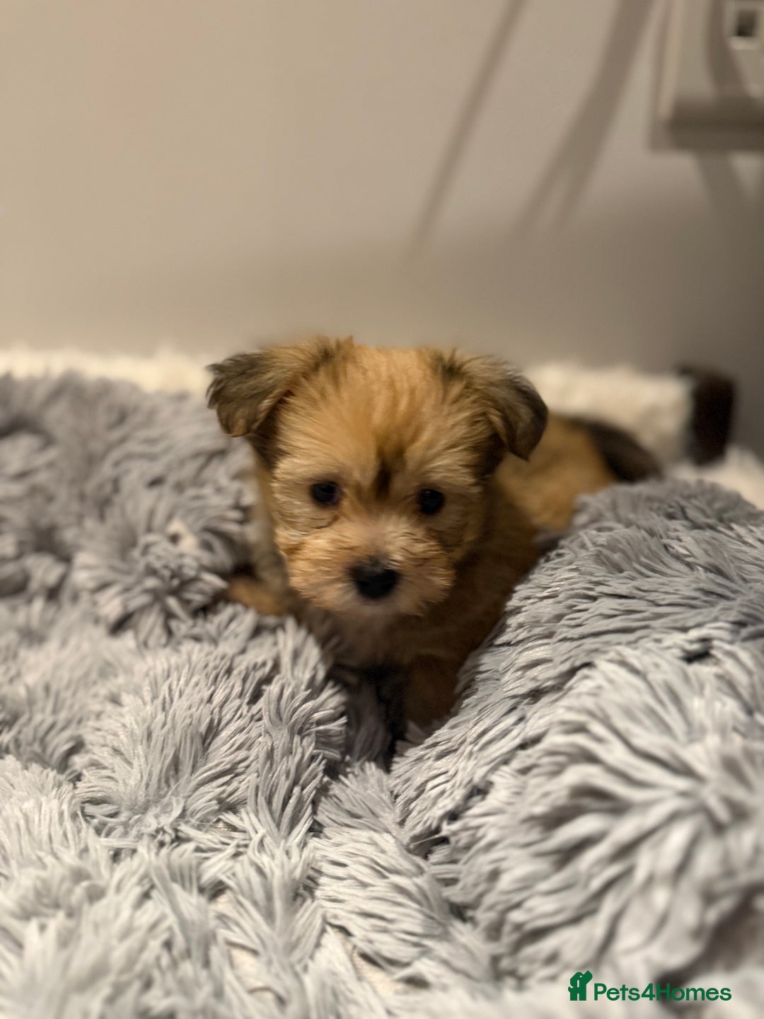 Mixed Breed dogs for sale: Unique mix - Maltese x JackChi Puppies - Advert 21