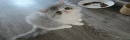 Persian cats for sale: Persian Kittens Extreme Punch Face – Bi-Color GCCF - Advert 24