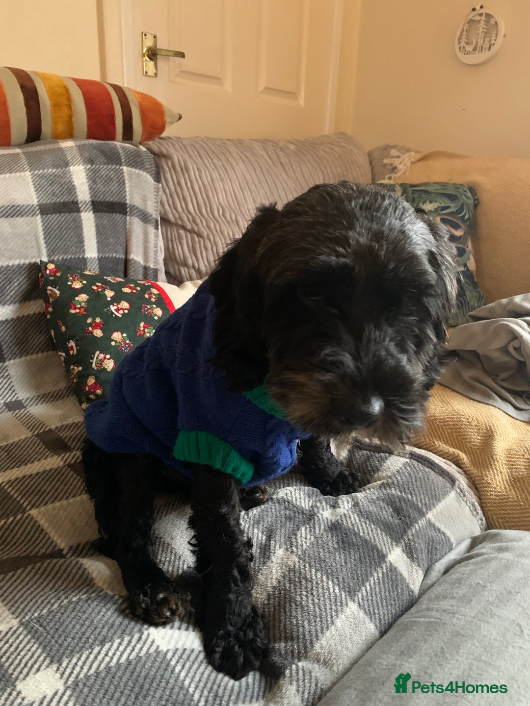Cockapoo dogs for sale: Lovely friendly intact 4 year old male - Advert 1