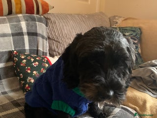 Cockapoo dogs Lovely friendly intact 4 year old male - Advert 1